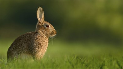 A rabbit (Cuniculus) sits on a grassy field with a blurred green background, highlighting its