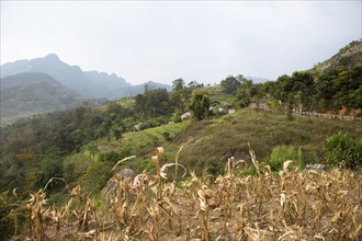 Dried corn field and view of northern mountain landscape, Ha Giang province, Vietnam, Asia