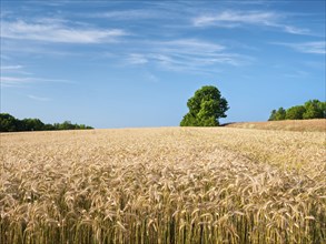 Summer landscape with barley field under blue sky with clouds, Bad Staffelstein, Bavaria, Germany,