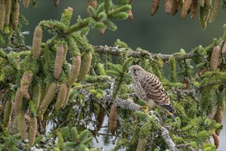 Common kestrel (Falco tinnunculus), young bird not yet able to fly sitting on a branch,