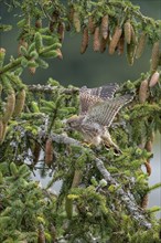 Common kestrel (Falco tinnunculus), young bird not yet able to fly sitting on a branch,