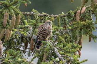 Common kestrel (Falco tinnunculus), young bird not yet able to fly sitting on a branch,