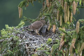 Common kestrel (Falco tinnunculus), young bird not yet able to fly in the nest, eating a mouse,