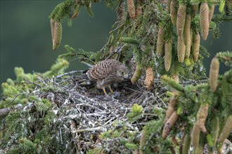 Common kestrel (Falco tinnunculus), young bird not yet able to fly in the nest, eating a mouse,