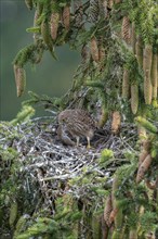 Common kestrel (Falco tinnunculus), young bird not yet able to fly in the nest, eating a mouse,