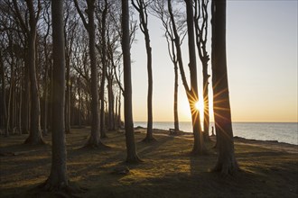 Beech trees, shaped by strong sea winds, at Ghost Wood, Gespensterwald along the Baltic Sea beach