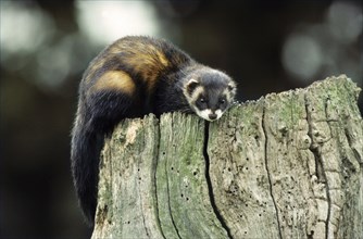 European polecat (Mustela putorius) climbing tree-stump