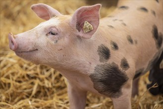 Piglets in species-appropriate husbandry, pigs in a fattening farm, Stuttgart, Baden-Württemberg,