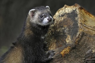 Close-up of European polecat (Mustela putorius) on woodpile, UK