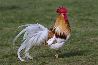 Free-range chicken (Gallus gallus domesticus), rooster, cock in grassland