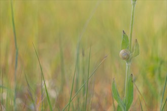 Close-up, Carthusian snail (Monacha cartusiana), Neustadt am Rübenberge, Germany, Europe