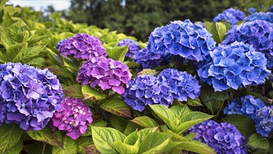 Flowers of a bigleaf hydrangea (Hydrangea macrophylla), pink, blue, hydrangea hedge, close-up,