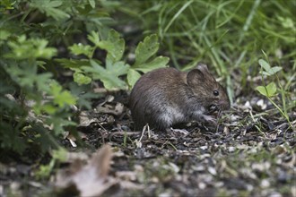 Bank vole (Myodes glareolus), Emsland, Lower Saxony, Germany, Europe