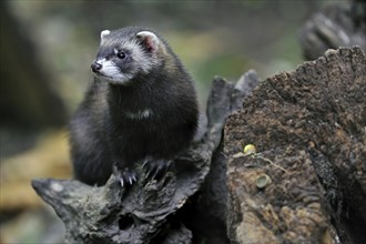 Western, European polecat (Mustela putorius) portrait on tree stump in forest