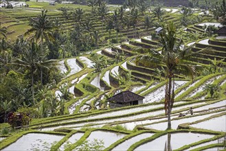 Jatiluwih terraced paddy fields, rice terraces in the highlands of West Bali, Indonesia, Asia