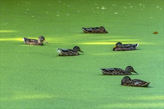 Mallards (Anas platyrhynchos) females swimming on pond with duckweeds (Lemna), duckweed, sleeping