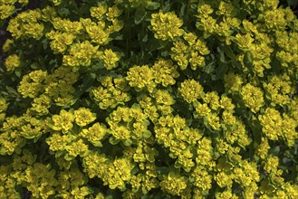 Brown-red spurge (Euphorbia polychroma Purpurea) Stadtpark Lahr, Baden-Württemberg, Germany, Europe