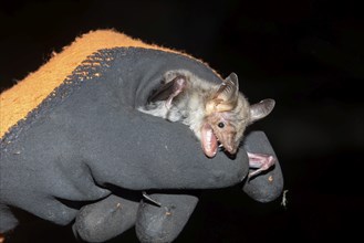 Greater mouse-eared bat (Myotis myotis) after ringing the animal is released, Brandenburg, Germany,