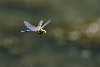 Emperor dragonfly (Anax imperator) in flight, Hesse, Germany, Europe