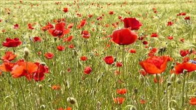 Poppy (Papaver) flowering strip in grain field, sunrise, poppy, bee pasture, backlight, grazing