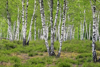 Silver birch, warty birch, European white birch (Betula pendula) (Betula verrucosa) tree trunks of