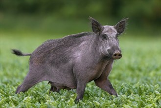 Solitary wild boar (Sus scrofa) sow, female foraging in sugar beet field in summer