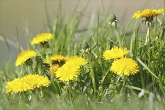 Common dandelion (Taraxacum sect. Ruderalia), group of flowers, edible plant, Naturpark