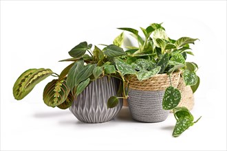 Different houseplants in flower pots on white background