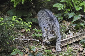 Wild cat (Felis silvestris) kitten stalking prey in forest, Germany, Europe