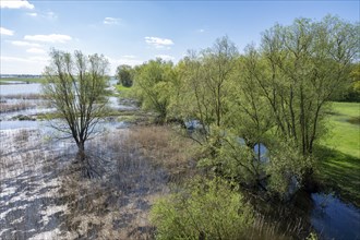 Elbe meadows, floodplain landscape, UNESCO Biosphere Reserve River Landscape ELBE,