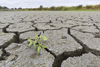 New shoot of plant in dry cracked clay mud in dried up lake bed, riverbed caused by prolonged