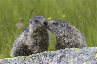 Two young Alpine marmot (Marmota marmota) on rock in alpine pasture in summer, Hohe Tauern National