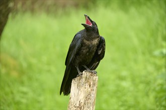 Common raven (Corvus corax), young bird sitting on wooden pole calling, Bohemian Forest, Czech