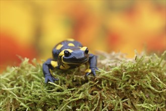 Fire salamander (Salamandra salamandra), running over moss in autumn forest, Indian summer, animal