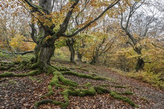 Old copper beeches (Fagus sylvatica) in the Hutewald Halloh, Hesse, Lower Saxony