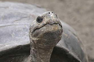 Galapagos giant tortoise (Chelonoidis nigra) (Geochelone elephantopus) in the Darwin Station, Santa