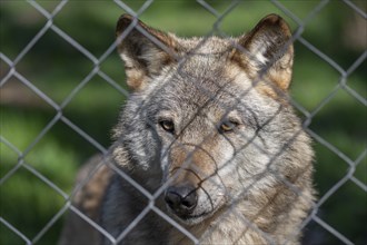 Gray wolf (Canis lupus), portrait behind wire mesh, fence, captive, Germany, Europe