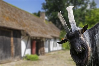 Billy goat, black male domestic goat with large horns in front of barn at farm. Digitale composite