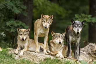 Algonquin wolf (Canis lupus lycaon), wolf, American wolf, wolf pack on a hill, Germany, Europe