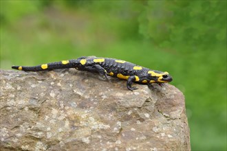 Fire salamander (Salamandra salamandra), running over a stone, Wildlife, North Rhine-Westphalia,