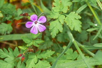 Close-up, Ruprechtskraut (Geranium robertianum), Neustadt am Rübenberge, Germany, Europe