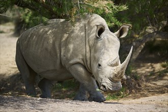 Square-lipped rhinoceros (Ceratotherium simum), walking in the dessert, captive, distribution