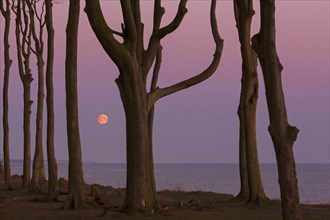 Beech trees, shaped by strong sea winds, at Ghost Wood, Gespensterwald along the Baltic Sea beach