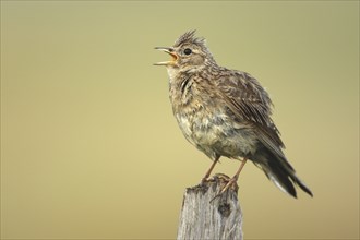 Eurasian Skylark (Alauda arvensis) singing from fence pole along field