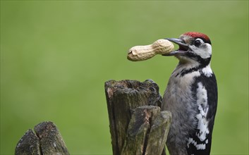 Great spotted woodpecker (dendrocopos major) with peanut (arachis hypogaea) in its beak