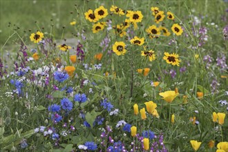 Flower meadow with cornflowers (Centaurea cyanea), Emsland, Lower Saxony, Germany, Europe