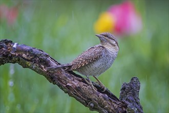 Eurasian wryneck (Jynx torquilla) on gnarled branch, foraging, in the rain, woodpecker, biosphere