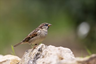 House sparrow (Passer domesticus) at a drinking trough, wildlife, Germany, Europe