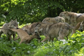 Gray wolf (Canis lupus), wolf pack with prey deer, captive, Germany, Europe