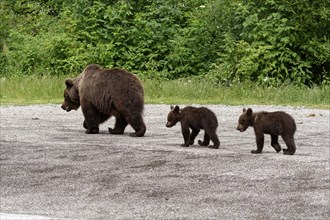 Brown bears at the Transfagara, the Transfogaras High Road in the Fagaras Mountains, also Fogaras